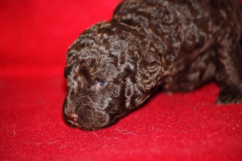 dsc_6777 dsc_6777