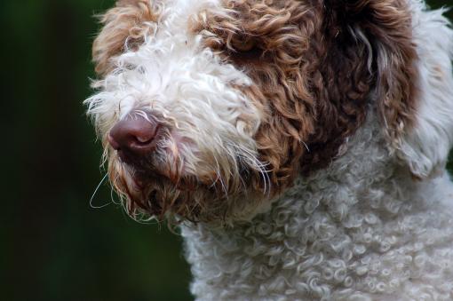 dsc_0038 dsc_0038