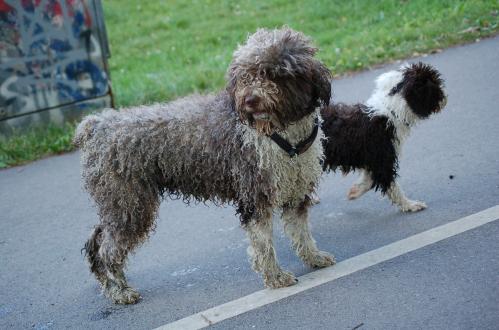 dsc_0085 dsc_0085