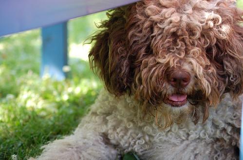 dsc_0258 dsc_0258