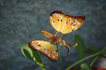dsc_0396 dsc_0396