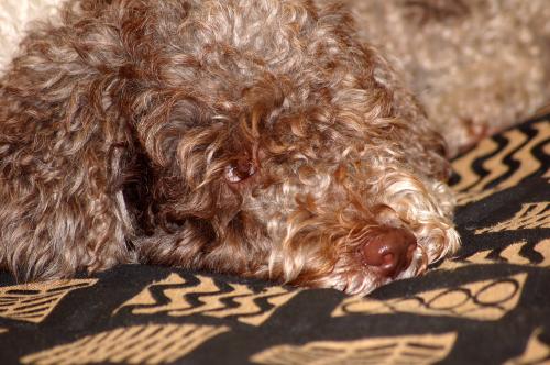 dsc_2065 dsc_2065