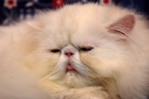 dsc_2146 dsc_2146