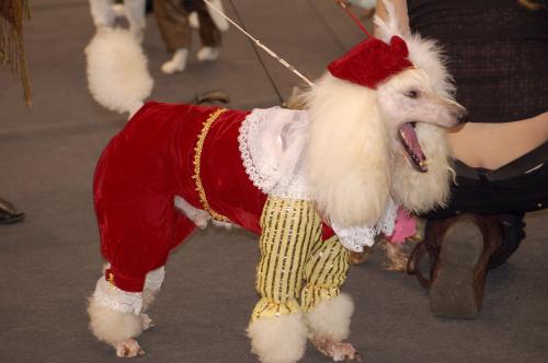 dsc_2170 dsc_2170