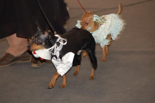 dsc_2178 dsc_2178