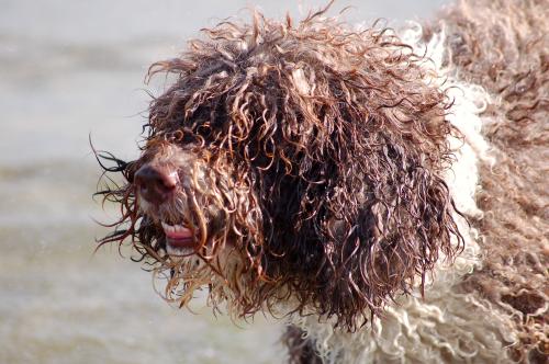 dsc_4631 dsc_4631