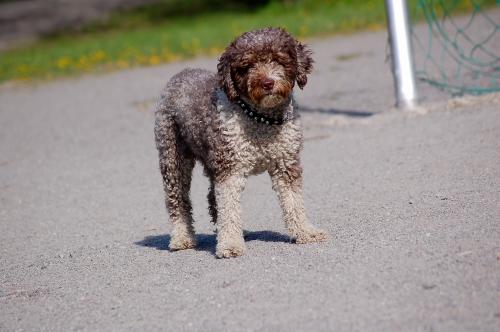 dsc_7021 dsc_7021