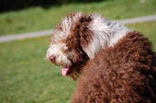dsc_7102 dsc_7102