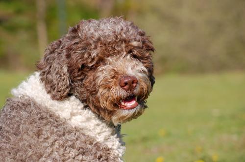 dsc_7107 dsc_7107