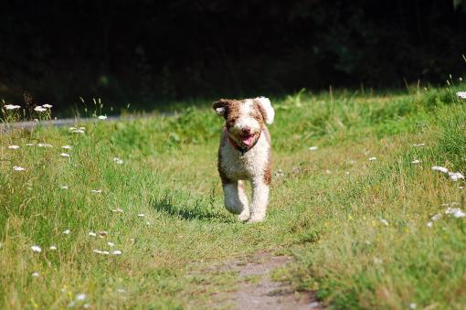 dsc_9983 dsc_9983