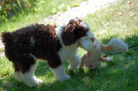 dsc_0097 dsc_0097