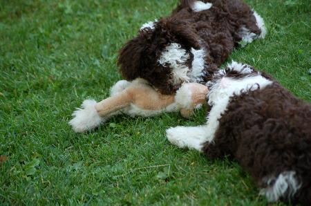 dsc_0115 dsc_0115