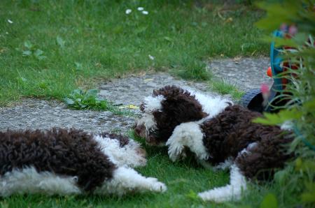 dsc_0170 dsc_0170