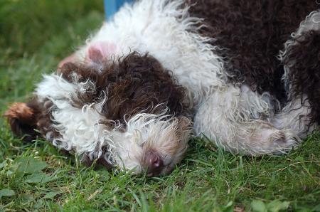 dsc_0395 dsc_0395