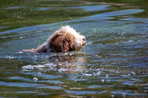 dsc_4100 dsc_4100