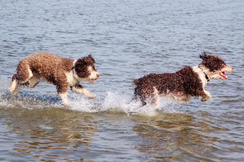 dsc_4609 dsc_4609