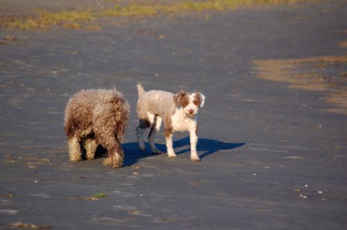 dsc_4901 dsc_4901